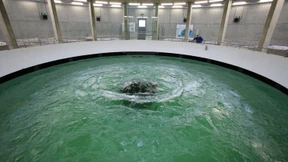 Die Geschichte eines Missverständnisses 