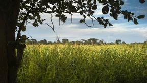 Böse, gute Investoren in Afrikas Äcker