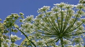 Willkommenskultur für Grünzeug