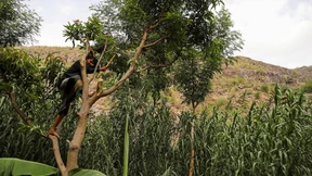 Die Holzfäller aus der Wüste