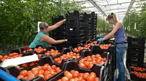 Die Tomate ist besser als ihr Ruf