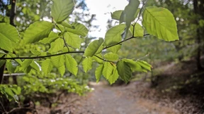 Auf der Suche nach einem Nacktwanderer