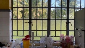 Vor dem Laborfenster der Regenwald