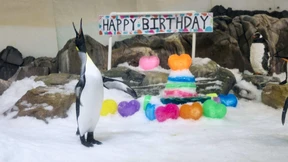 Internetstar Pesto feiert ersten Geburtstag