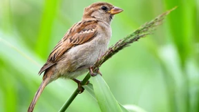 Nabu: Zahl der Vögel geht stark zurück