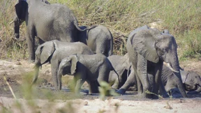 Die faszinierende Tierwelt im Kruger Nationalpark