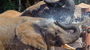 Poolparty bei den Elefanten