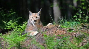 Luchs-Nachwuchs für Hessen