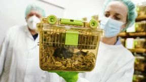 Löcheriges Verbot von Tierversuchen in der EU