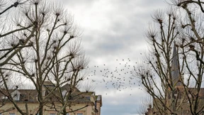 Werden Tauben durch Genickbruch sterben?