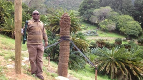 Palmfarne als Hehlerware