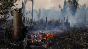 EU will Warenimport bei Abholzung verbieten