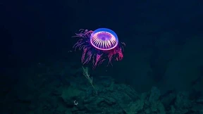 Eine Qualle wie ein Feuerwerk