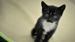 Schüler machen Seilspringen mit Katzendarm