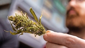 Kein legales Cannabis: „Eine verpasste Chance“