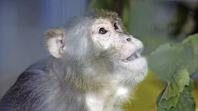 So kämpft das Ernst-Strüngmann-Institut um seinen Ruf