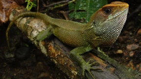 Neuentdeckte Eidechsenart nach Iron-Maiden-Sänger Bruce Dickinson benannt