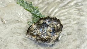 Gekommen, um zu bleiben