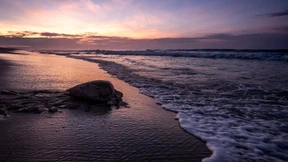 „Rote Flut“ tötet fast 300 seltene Meeresschildkröten