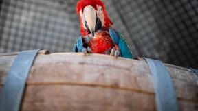 Schräge Vögel im Papageienheim