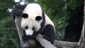 Drei Pfade zur Nachhaltigkeit