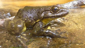 Warum Goliathfrösche Nester bauen