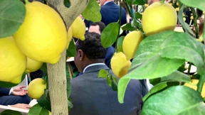 Öfter mal in eine Ananas beißen