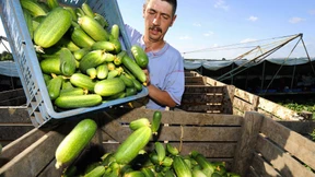 Vernichtet der Mindestlohn die Spreewaldgurke?