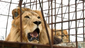 Löwe tötet Praktikantin in Wildpark