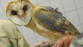 Schleiereulen fliegen in die Krise