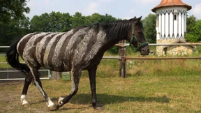 „Ich würde meinem Pferd einen Zebralook verpassen“
