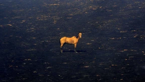 Wombats sind wohl doch keine Altruisten