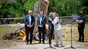Ein Olivenbaum mitten in der Zerstörung