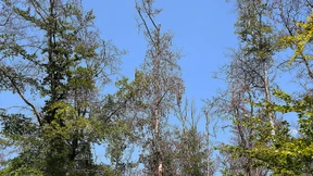 Wassermangel, Borkenkäfer und Pilze