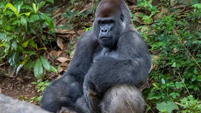 Gorilla-Männchen verletzt Pflegerin im Zoo von Madrid schwer