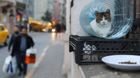 Die Stadt der Katzen