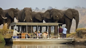 Botswana will 20.000 Elefanten an Deutschland abgeben