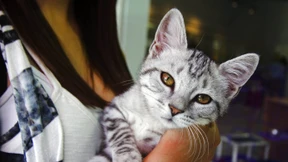 Machen Hunde im Wartezimmer kranke Katzen noch kränker?