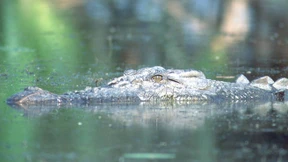 Feuerwehr und Polizei suchen Krokodil in der Unstrut