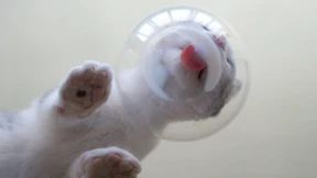 Bunte Vielfalt in Aspik