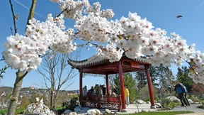 Tulpen, Narzissen und ein Aussichtsturm