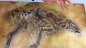 Grabungen in der Grube Messel gehen weiter