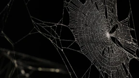 Hitler-Käfer und Kipling-Spinne