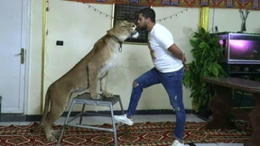 Kairos König der Löwen trotzt der Corona-Krise