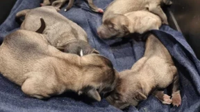 Jogger findet in Park neun ausgesetzte Hundewelpen