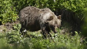 Wie viele Bären verträgt Italien?