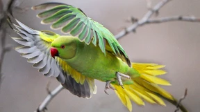 Opiumsüchtige Papageien befallen Mohnfarmen