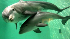 Delphine mit Handikap