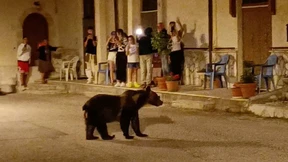 Mann erschießt Bärenmutter vor Postfiliale