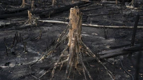 Vernichtung von Amazonas-Regenwald massiv angestiegen